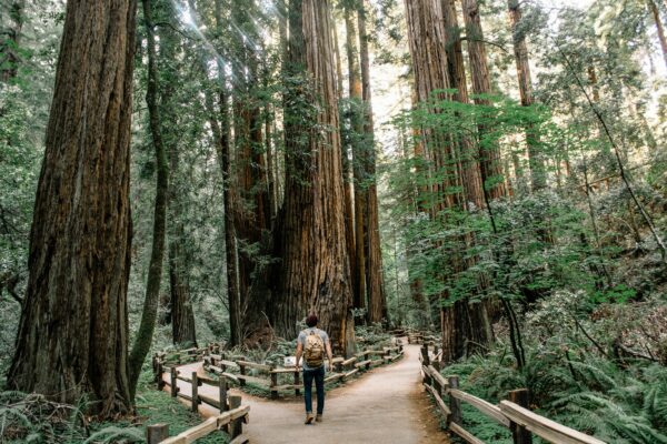 Kontrowersje wokół usunięcia wystawy w Muir Woods: jak administracja USA zmienia narrację historyczną w parkach narodowych