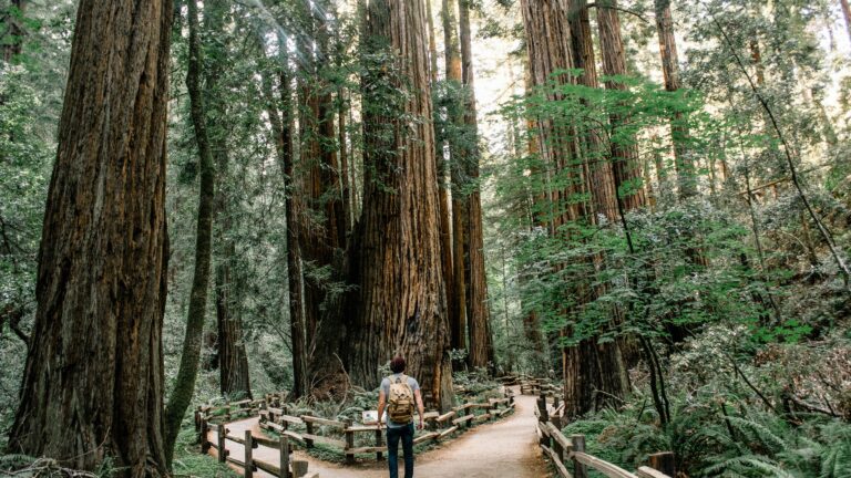 Ścieżka spacerowa wśród wysokich sekwoi w Muir Woods National Monument w Kalifornii, osoba z plecakiem idąca w stronę drzew.